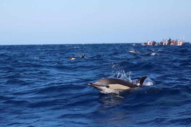 Dolphin-Watching in Marina de Lagos - The guides make the difference