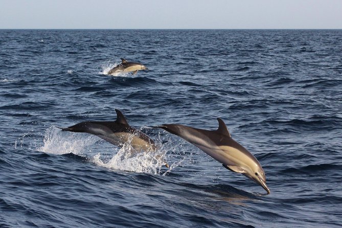 Dolphin-Watching in Marina de Lagos - What the boat ride feels like for families