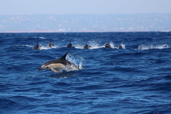 Dolphin-Watching in Marina de Lagos - Is $41.13 a fair price?