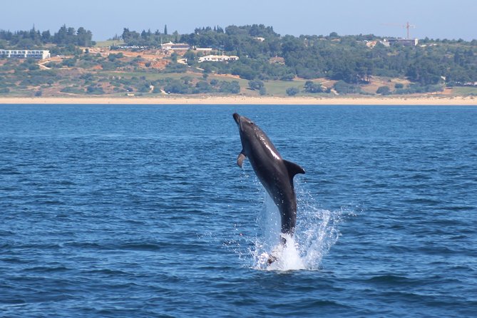 Dolphin-Watching in Marina de Lagos - Practical advice for a better outing