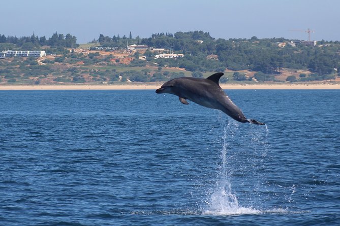 Dolphin-Watching in Marina de Lagos - Who should book this dolphin trip?