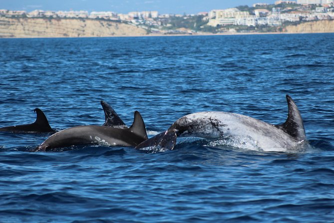 Dolphin-Watching in Marina de Lagos - Watching dolphins on their own terms