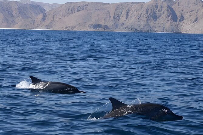 Dolphin Watching in Muscat - Searching the Sea of Oman for dolphins
