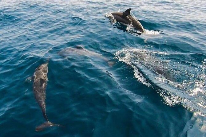 Dolphin Watching in Muscat - How to make the most of the trip