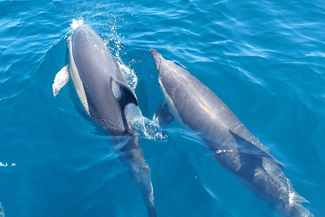 Dolphin Watching in Sesimbra - Key points to know before booking