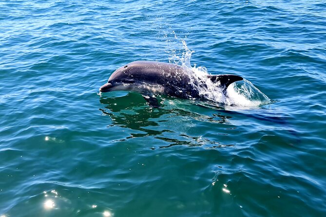 Dolphin Watching in Sesimbra - The first 35 minutes on the water