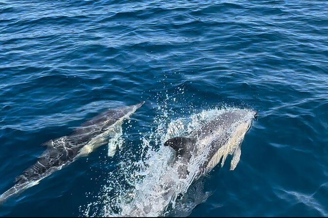 Dolphin Watching in Sesimbra - Rocks, caves, and fog along the Sesimbra coast