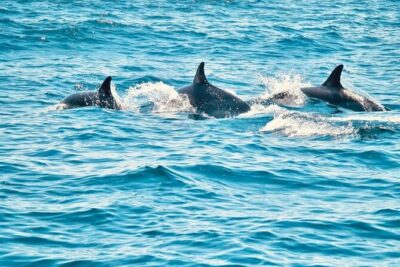 Dolphin Watching in Sesimbra