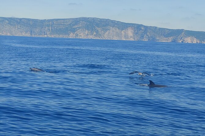 Dolphin Watching in Sesimbra - Why the small group size matters