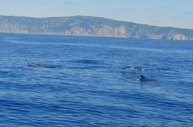 Dolphin Watching in Sesimbra - A good choice for families, with one weather warning