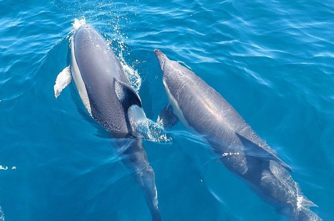 Dolphin Watching in Sesimbra - What happens if the weather turns bad?