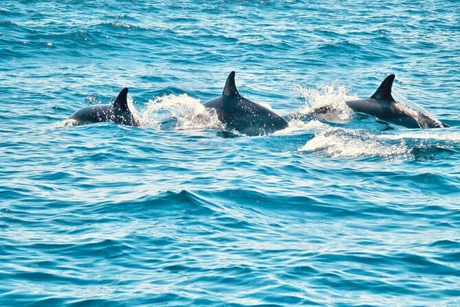 Dolphin Watching in Sesimbra - Watching dolphins beside the boat