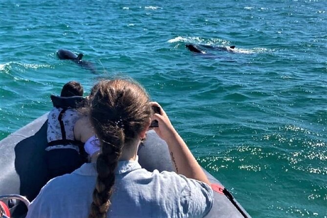 Dolphin watching in Setúbal - Watching bottlenose and common dolphins