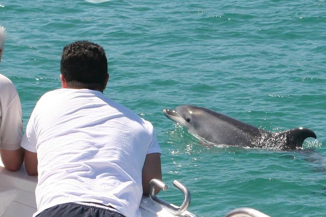 Dolphin Watching in the Wild - Half Day - From Lisbon to the Sado Estuary