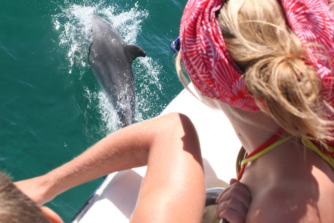 Dolphin Watching in the Wild - Half Day - Crossing the 25 de Abril Bridge