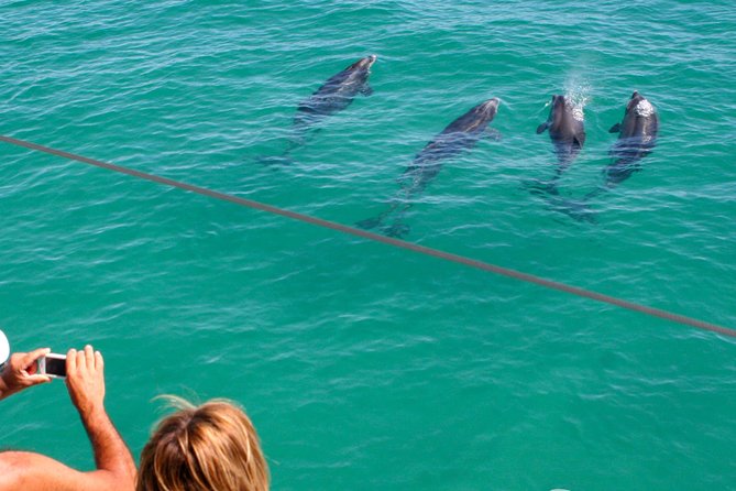 Dolphin Watching in the Wild - Half Day - Why the dolphins are worth the journey
