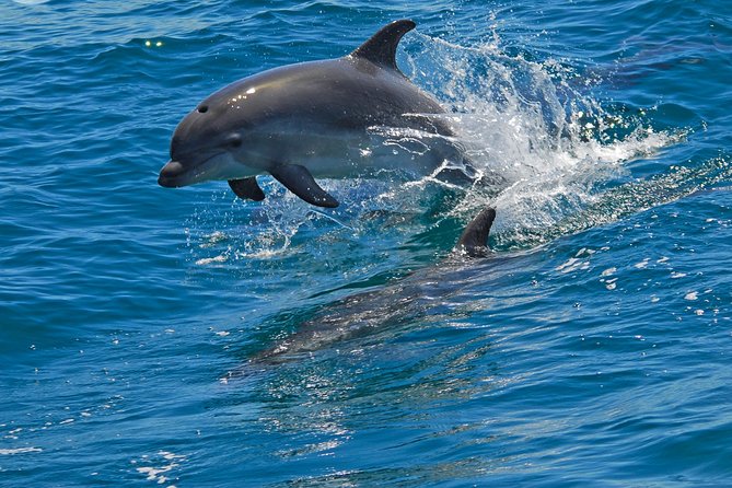 Dolphin Watching in the Wild - Half Day - What the $217.59 price buys you