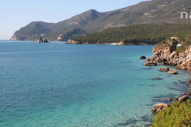 Dolphin Watching in the Wild - Half Day - Language, guides, and the human side