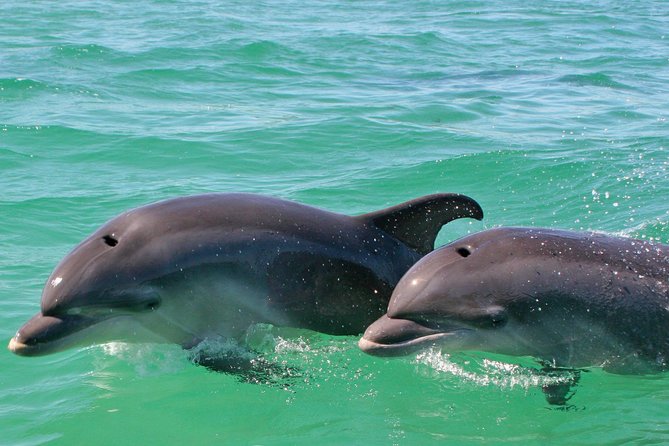 Dolphin Watching in the Wild - Half Day - Who should book this dolphin tour?
