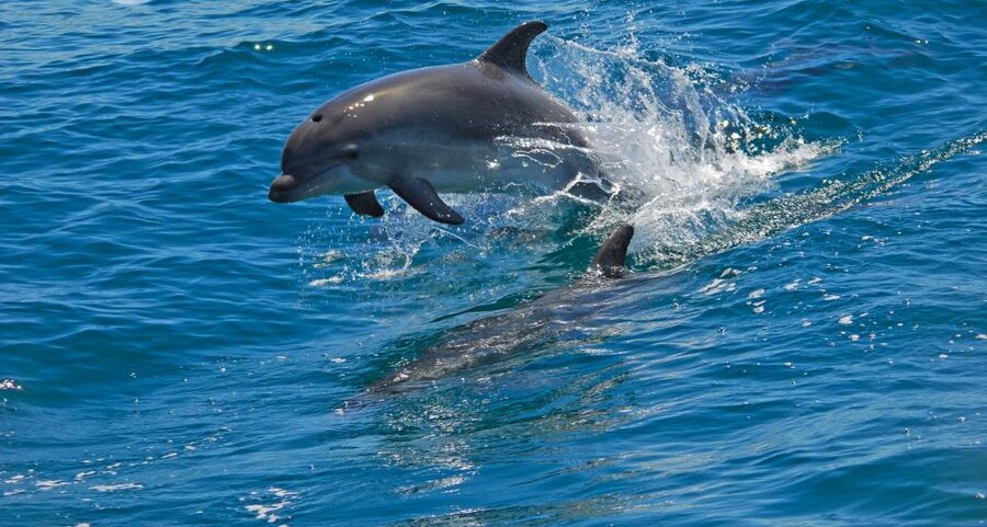 Dolphin Watching in the Wild - Half Day Private Tour - Arriving in Setúbal for the Boat Trip
