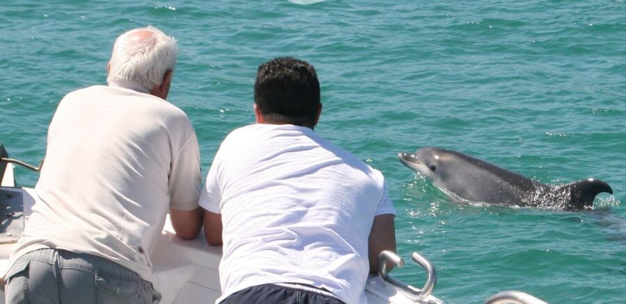Dolphin Watching in the Wild - Half Day Private Tour - Looking for Bottlenose Dolphins in the Wild