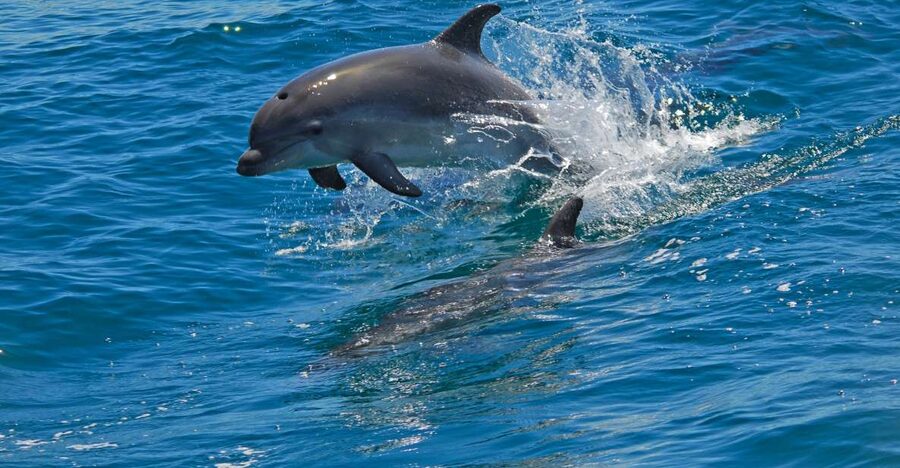Dolphin Watching in the Wild - Half Day Private Tour - Is $213 Per Person Good Value?