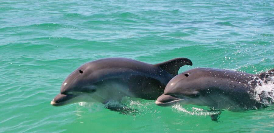 Dolphin Watching in the Wild - Half Day Private Tour - Who Should Book This Outing?