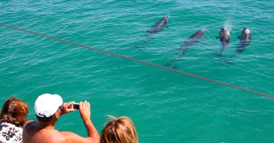 Dolphin Watching in the Wild - Half Day Private Tour - The 25 de Abril Bridge and King Christ