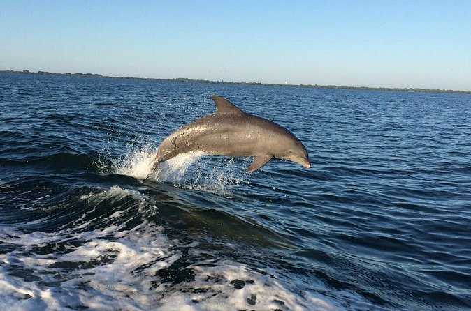Dolphin Watching Nature Cruise and Eco Tour from Hubbard's Marina in John's Pass - The guide commentary is part of the value