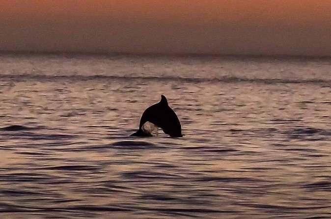 Dolphin Watching Nature Cruise and Eco Tour from Hubbard's Marina in John's Pass - Is $29 a good value?