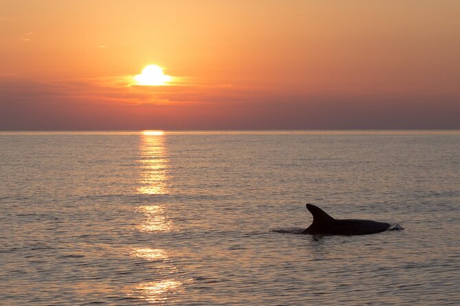 DOLPHIN WATCHING | Pula Boat - Key points to know before boarding