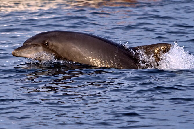 DOLPHIN WATCHING | Pula Boat - Searching along the Brijuni Islands coast