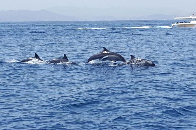 Dolphin Watching & Snorkeling - Returning along Oman’s coast