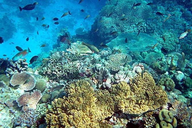 Dolphin Watching & Snorkeling - What the $86.16 price delivers