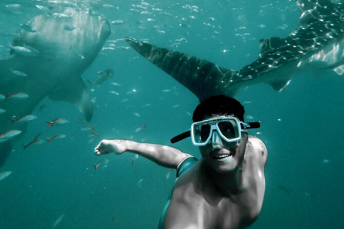 Dolphin Watching & Snorkeling - Watching dolphins in open water