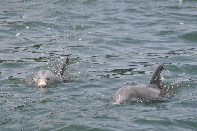 Dolphin-Watching Speedboat Cruise in Destin Harbor - The speedboat ride into the Gulf