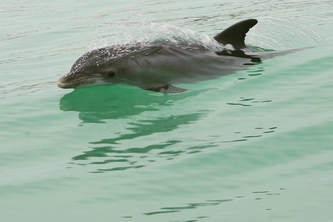 Dolphin-Watching Speedboat Cruise in Destin Harbor - Searching for dolphins, stingrays, and more