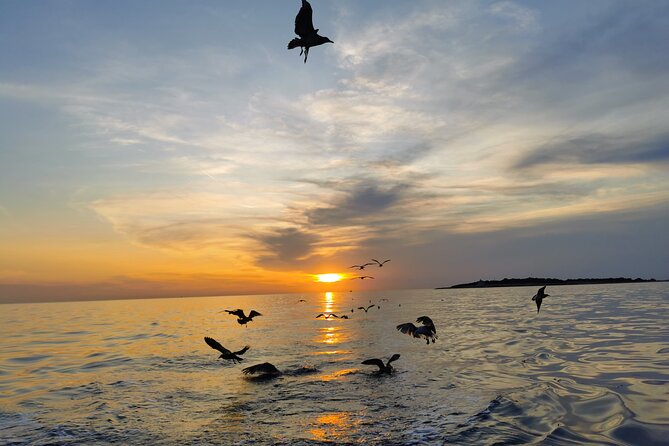 Dolphin Watching Sunset Boat Trip in Pula with Dinner - What the $60.47 price includes