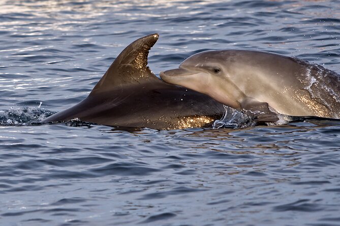 Dolphin Watching Sunset Boat Trip in Pula with Dinner - Who should book this Pula sunset cruise