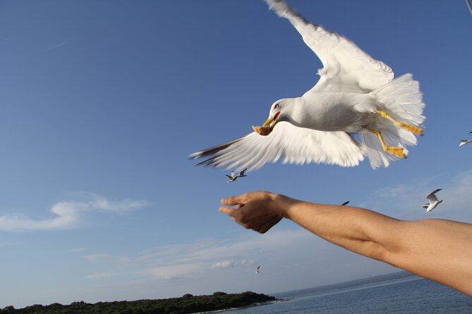 Dolphin Watching Sunset Boat Trip in Pula with Dinner - Booking and cancellation details