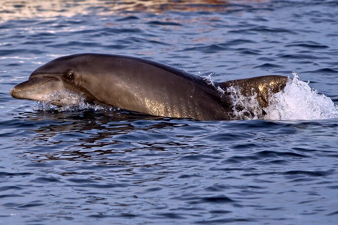 Dolphin Watching Sunset Boat Trip in Pula with Dinner - Sunset views from the open sea