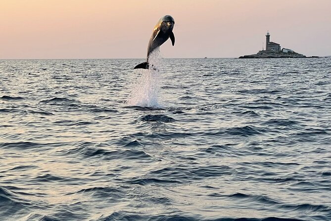 Dolphin Watching Sunset Speedboat Tour with Drinks in Rovinj - Key points at a glance