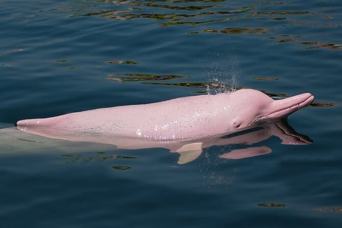 Dolphin Watching Tan and Pig Island Tour from Koh Samui - Key points to know before booking
