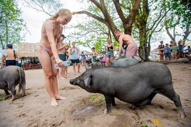 Dolphin Watching Tan and Pig Island Tour from Koh Samui - Three island-style experiences in five hours