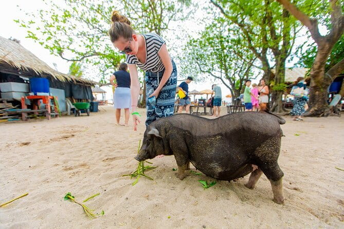 Dolphin Watching Tan and Pig Island Tour from Koh Samui - Searching for dolphins in open water