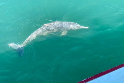 Dolphin Watching Tan and Pig Island Tour from Koh Samui