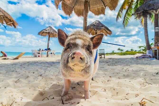 Dolphin Watching Tan and Pig Island Tour from Koh Samui - New Beach, lunch, and a slower hour