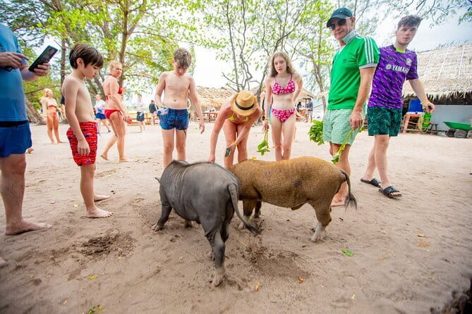 Dolphin Watching Tan and Pig Island Tour from Koh Samui - Meeting the pigs at Koh Mat Sum