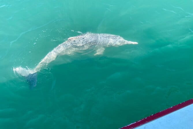 Dolphin Watching Tan and Pig Island Tour from Koh Samui - Starting from Koh Samui and the Raja Ferry Pier