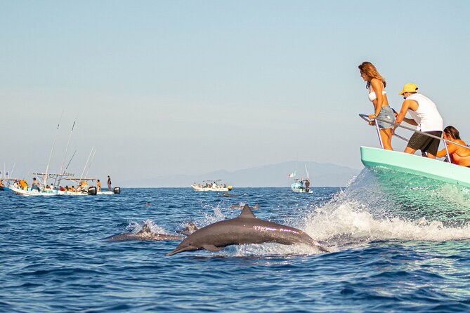 Dolphin Watching Tour - Key points to know before you book